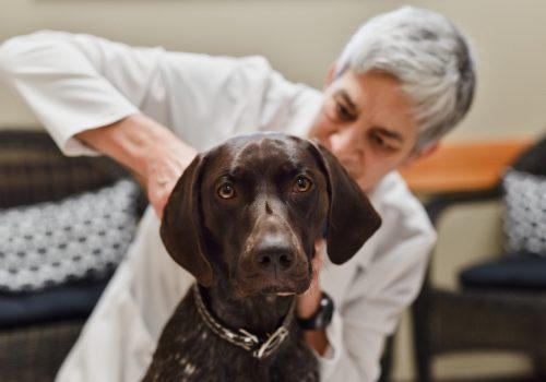 Laser Therapy and Physical Rehabilitation – Kincardine Veterinary Services